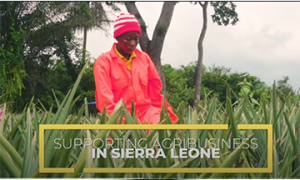 MIGA Supports Tropical Fruit Production in Sierra Leone